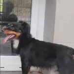 Znaleziono psa, Grudziądz, 31 października 2025