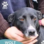 Pies do adopcji, Dąbrówka, 1 listopada 2025