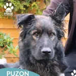 Pies do adopcji, Dąbrówka, 1 listopada 2025