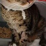 Znaleziono kota, Gdańsk, 31 października 2025