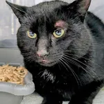 Znaleziono kota, Gdańsk, 30 października 2025