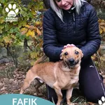 Pies do adopcji, Dąbrówka, 1 listopada 2025