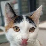 Kot do adopcji, Sopot, 1 listopada 2025