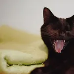 Oddam kota, Gdańsk, 3 listopada 2025