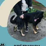 Znaleziono psa, Dąbrówka, 27 października 2025