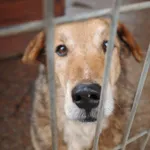 Oddam psa, Elbląg, 3 listopada 2025