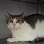 Znaleziono kota, Olsztyn, 1 listopada 2025