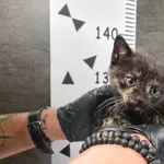 Kot do adopcji, Chełmek, 17 października 2025