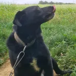 Zaginął pies, Lubla, 3 listopada 2025