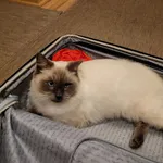 Zaginął kot, Łąka, 3 listopada 2025