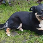 Zaginął pies, Tuszyn, 3 listopada 2025