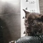 Kot do adopcji, Chełmek, 17 października 2025