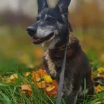 Oddam psa, Gdańsk, 3 listopada 2025