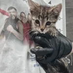 Znaleziono kota, Chełmek, 1 listopada 2025