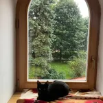 Zaginął kot, Kraków, 4 listopada 2025