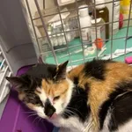 Znaleziono kota, Gdańsk, 4 listopada 2025