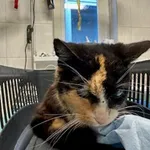 KOTKA PRZYWIEZIONA Z INTERWENCJI 03-11-2025