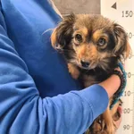 Przyjęty: 2025-11-03 Gmina: Kalwaria Zebrzydowska Płeć: Suka Opis: mieszaniec, czarne-podpalane