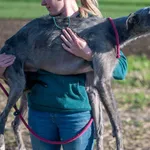 Pies do adopcji, Racławice, 31 października 2025