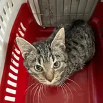 Znaleziono kota, Gdańsk, 4 listopada 2025