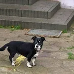 Pies do adopcji, Pabianice, 8 października 2025