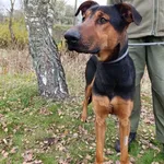 Pies do adopcji, Bełchatów, 6 października 2025