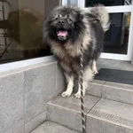 Pies do adopcji, Włocławek, 2 listopada 2025