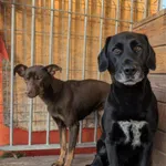 Dwie suczki znalezione w Czerwonaku