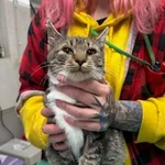 Znaleziono kota, Gdańsk, 4 listopada 2025