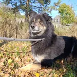 Pies do adopcji, Bełchatów, 26 września 2021