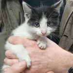 Znaleziono kota, Toruń, 2 listopada 2025