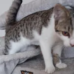 Zaginął kot, Wieruszów, 4 listopada 2025