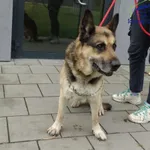 Znaleziono psa, Szczecin, 3 listopada 2025