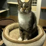 Kot do adopcji, Olsztyn, 14 października 2025