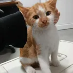 Kocurek poz. 25/833/K