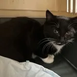 KOCUREK PRZYWIEZIONY Z INTERWENCJI 03-11-2025