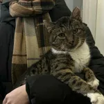 Kot do adopcji, Olsztyn, 14 października 2025