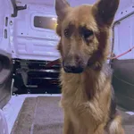 Pies do adopcji, Zgierz, 5 listopada 2025