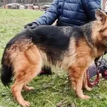 Najki owczarek pilne