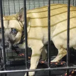 Znaleziono psa, Radom, 3 listopada 2025