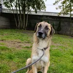 Pies do adopcji, Bełchatów, 18 stycznia 2024