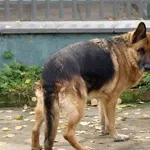 Pies do adopcji, Pabianice, 22 maja 2025