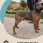 Znaleziono psa, Dąbrówka, 3 listopada 2025