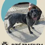Znaleziono psa, Dąbrówka, 8 lipca 2026