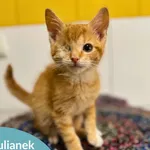 Kot do adopcji, Starogard Gdański, 5 listopada 2025