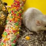 Znaleziono zwierzę, Bydgoszcz, 2 listopada 2025