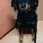 Znaleziono psa, Gdańsk, 5 listopada 2025