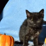 Kot do adopcji, Chełmek, 17 października 2025