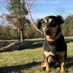 Pies do adopcji, Chełmek, 10 października 2025