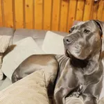 Zaginął pies, Łódź, 4 listopada 2025